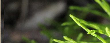 Preslica (Equisetum)